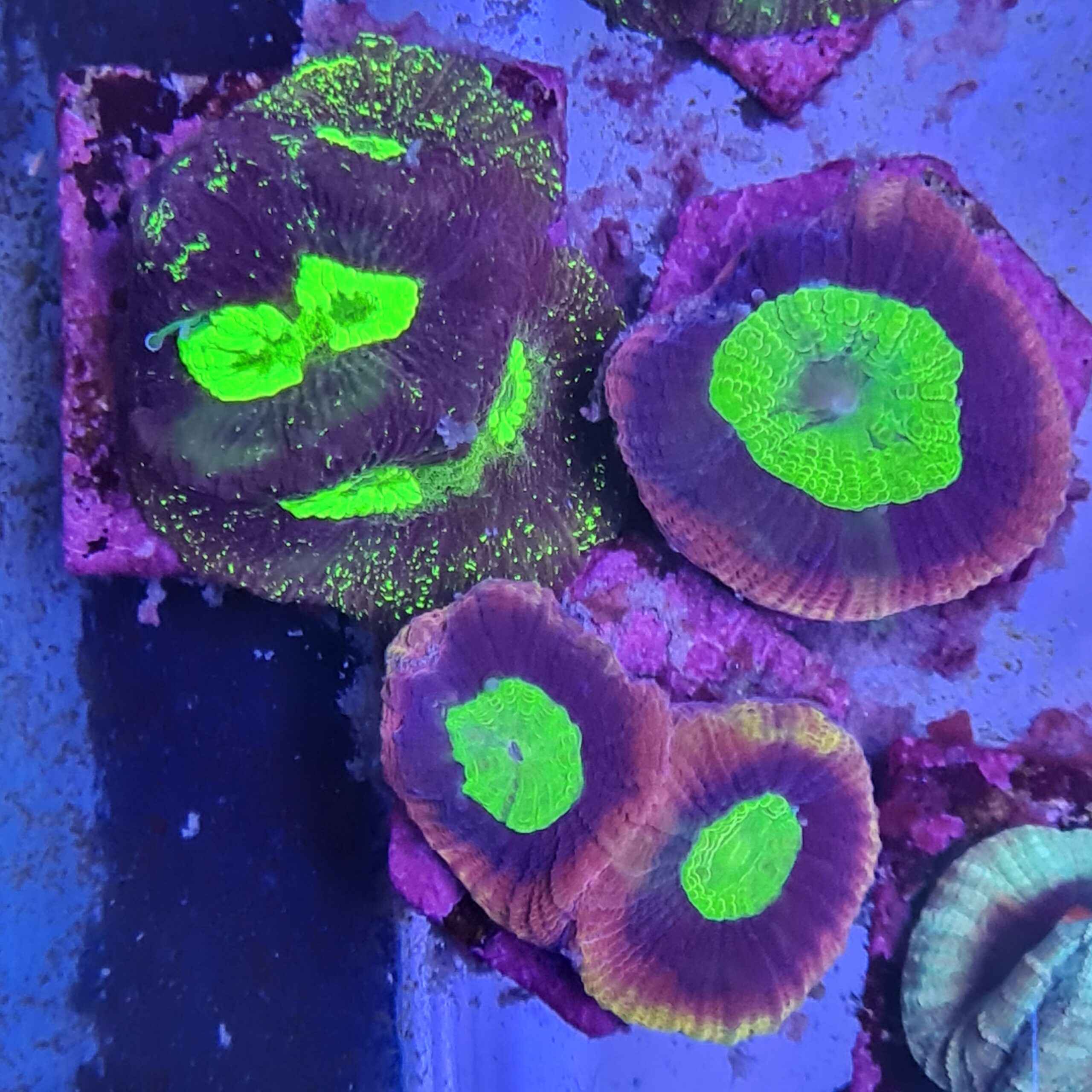 coral aquaworld