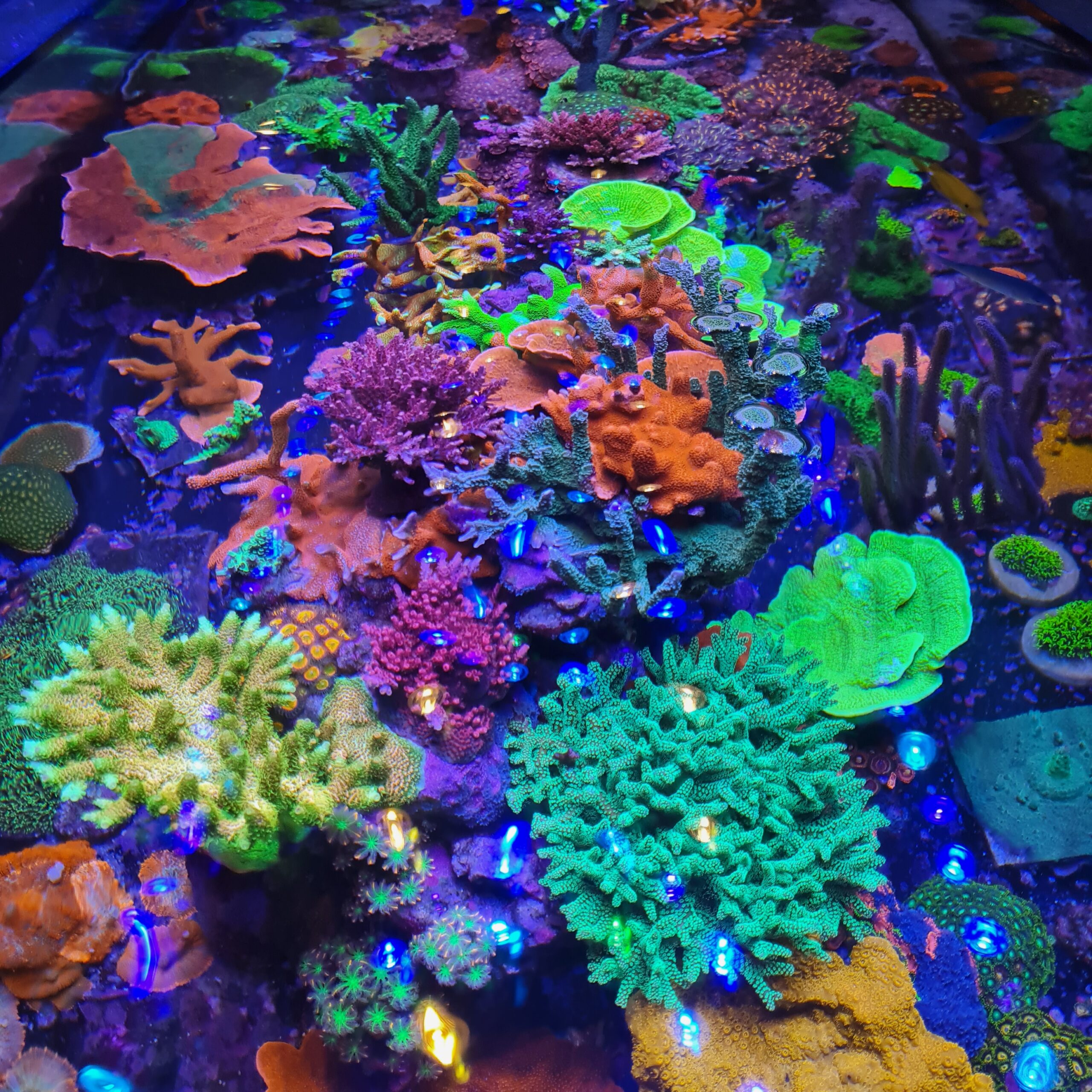 coral aquaworld