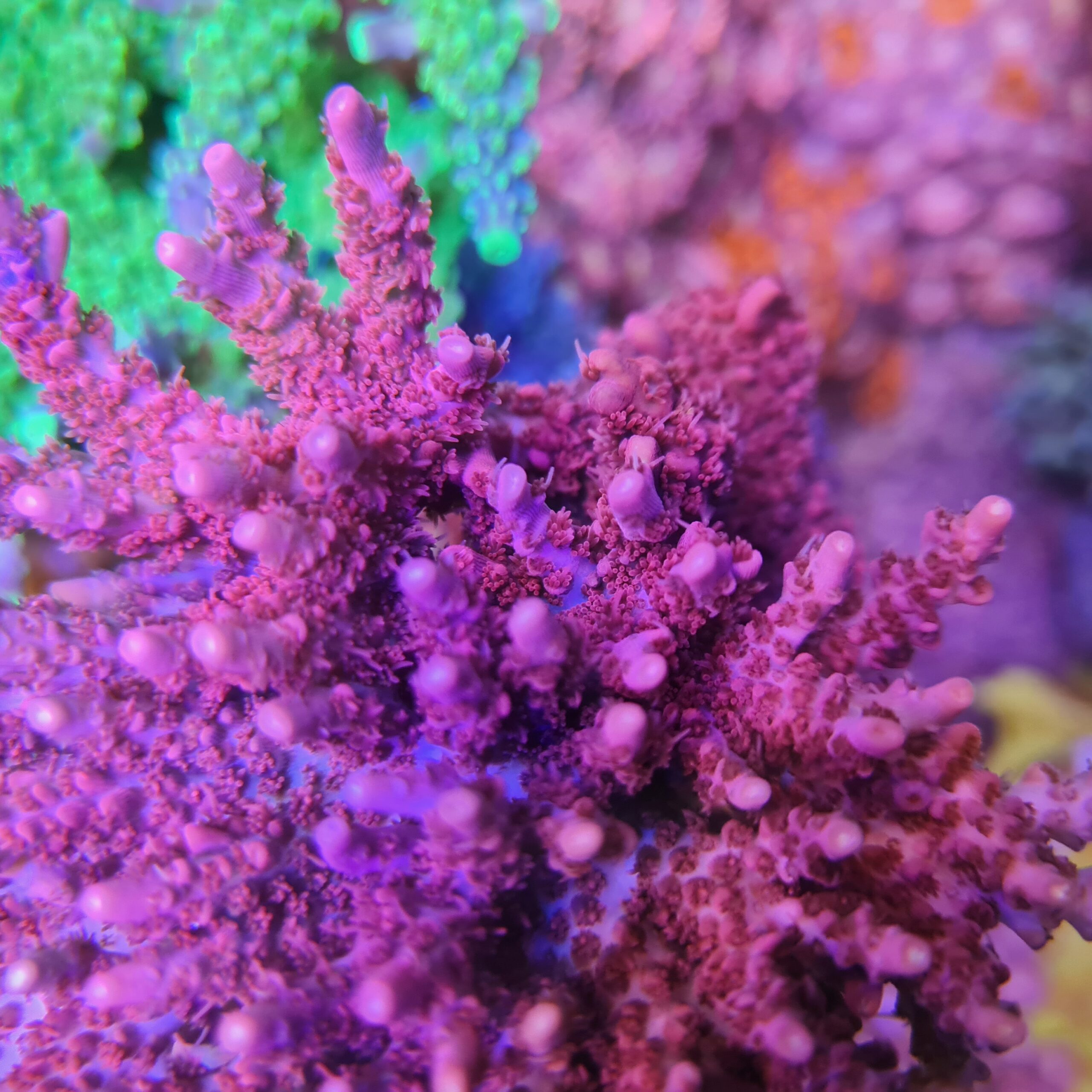 coral aquaworld