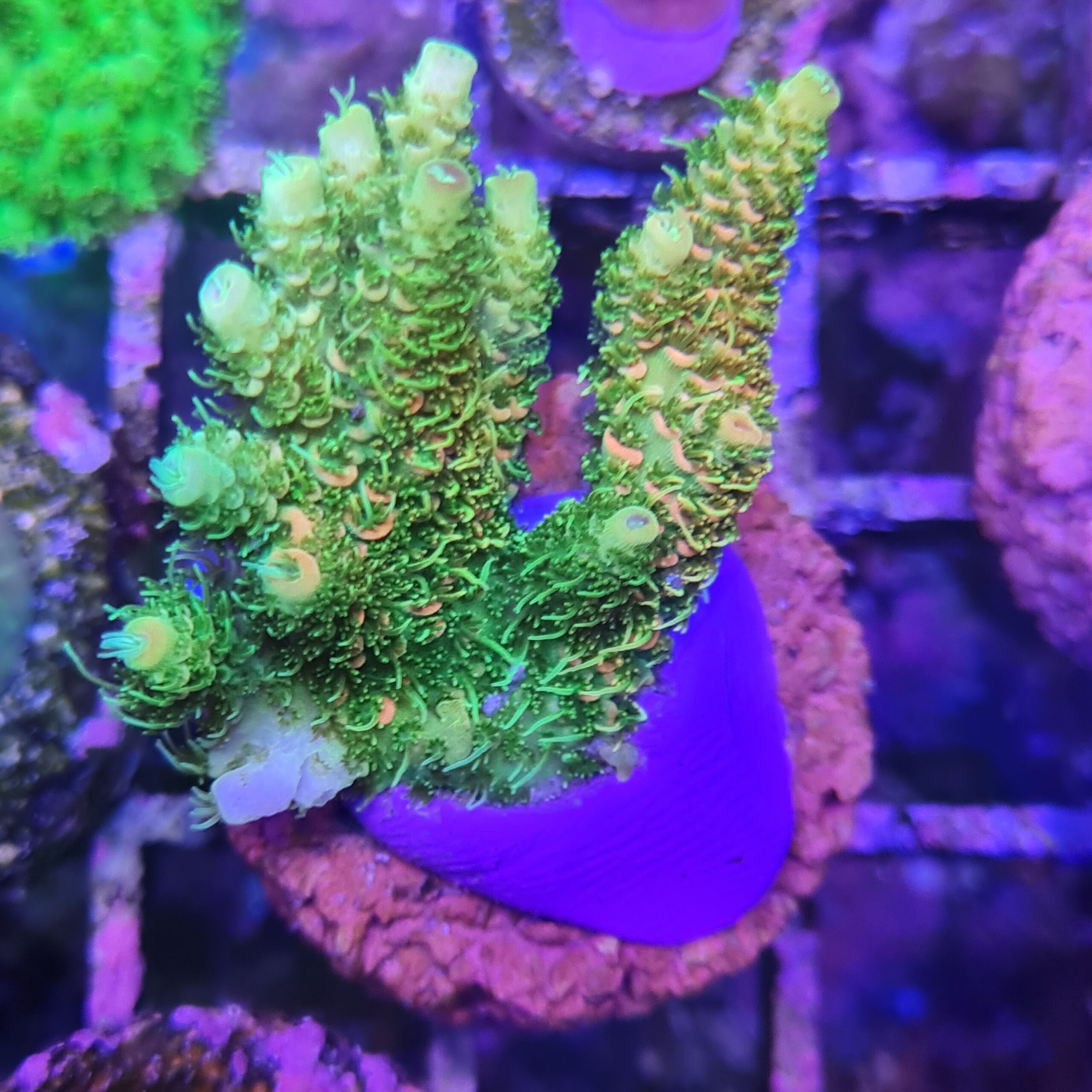coral aquaworld
