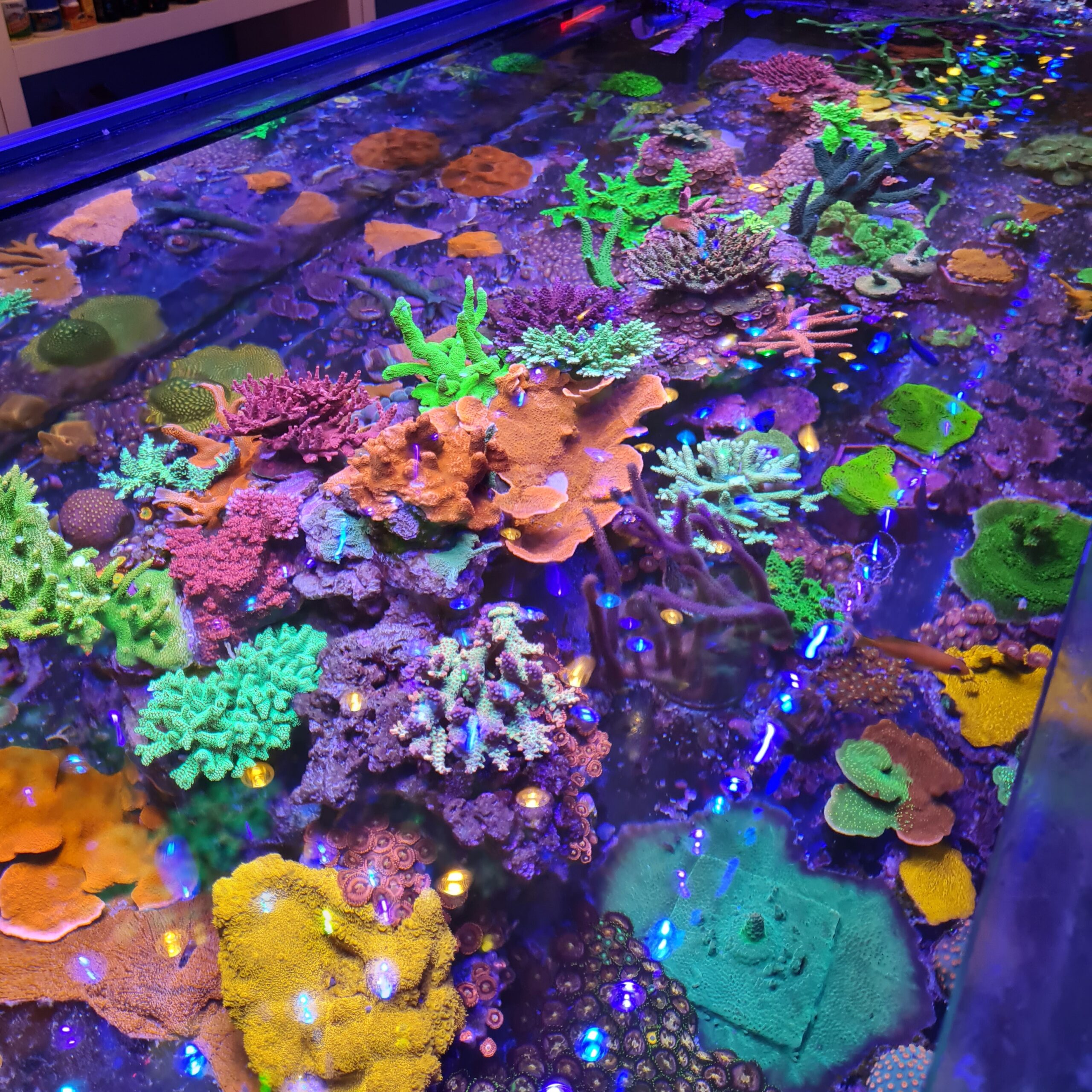 Coral aquaworld