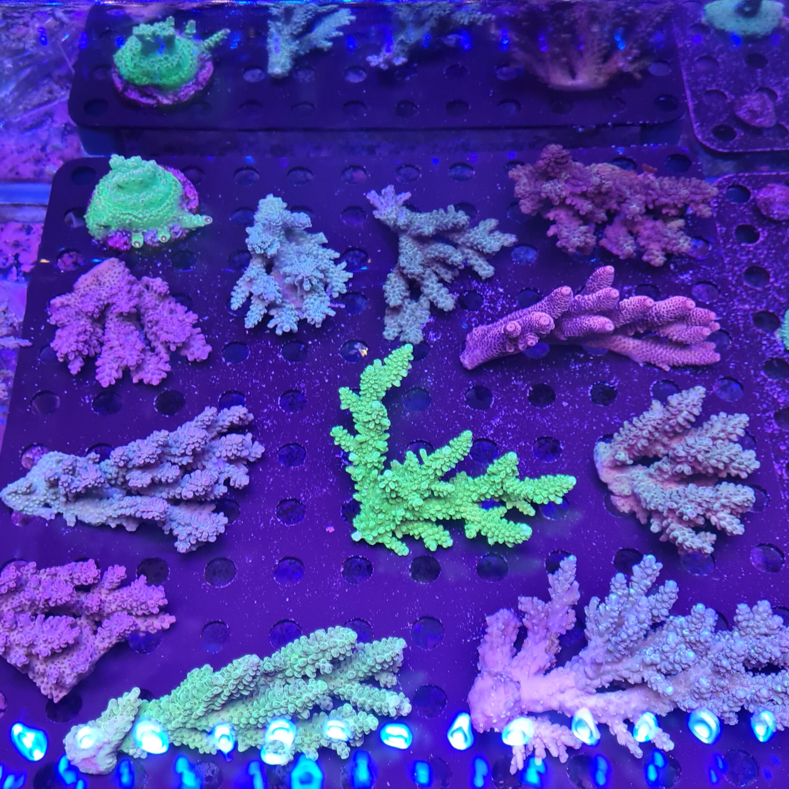 coral aquaworld